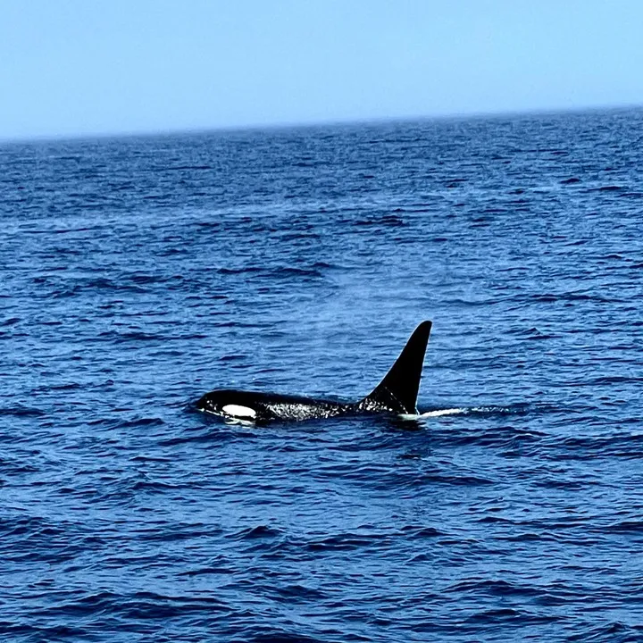 羅臼シャチ観察クルーズでは🚢対岸に国後島方向に向かい羅臼港を...