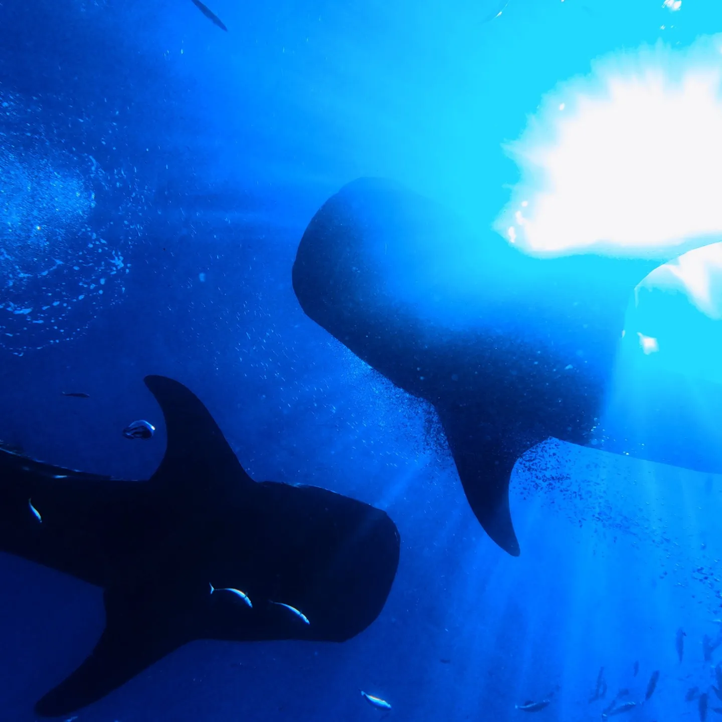 先週はセブマクタン島2ダイブ＆オスロブジンベイザメ🦈ビーチダ...