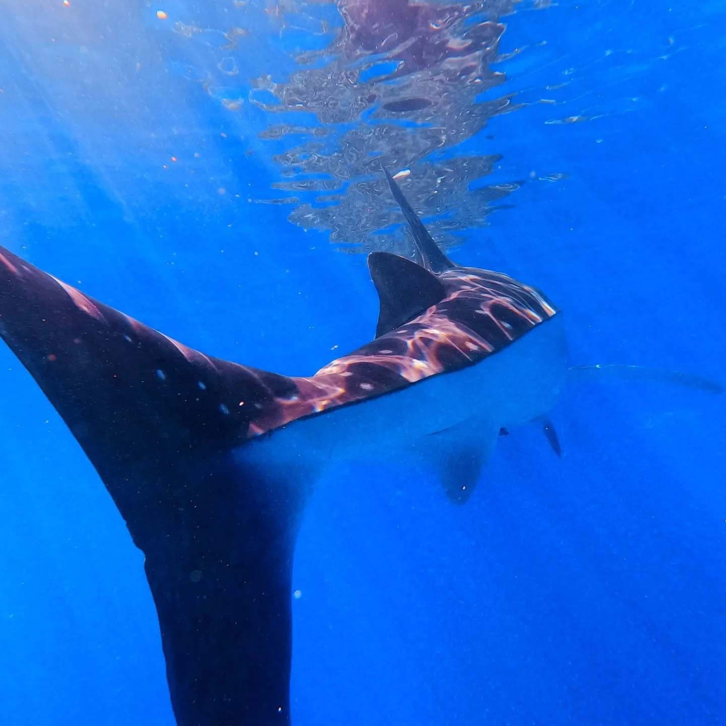 先週はセブマクタン島2ダイブ＆オスロブジンベイザメ🦈ビーチダ...