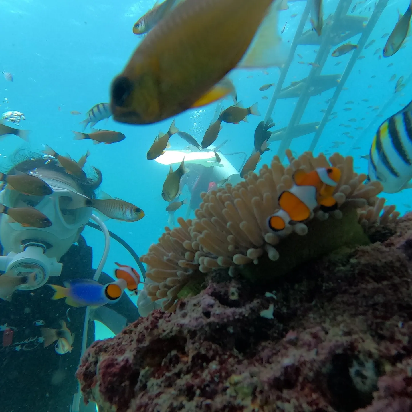 先週はセブマクタン島2ダイブ＆オスロブジンベイザメ🦈ビーチダ...