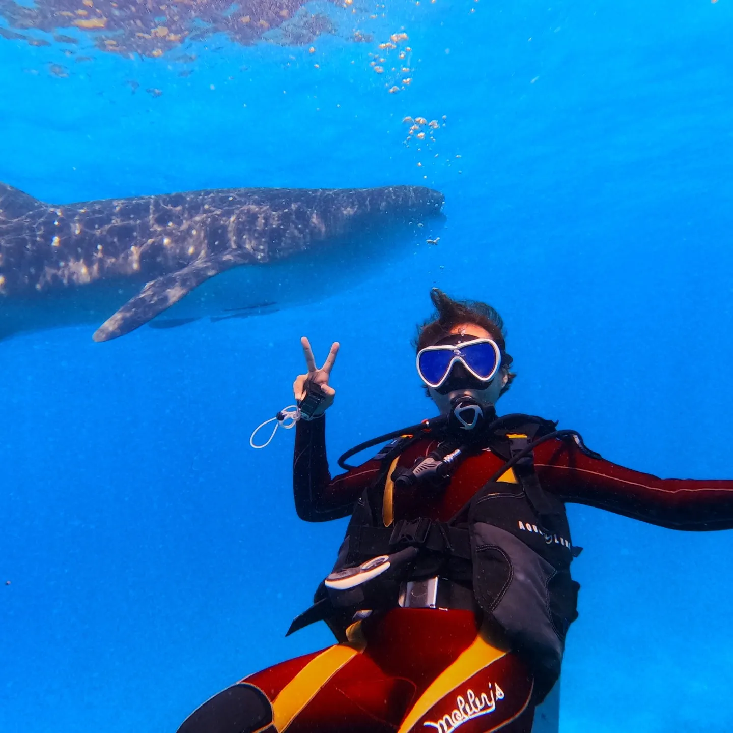 先週はセブマクタン島2ダイブ＆オスロブジンベイザメ🦈ビーチダ...