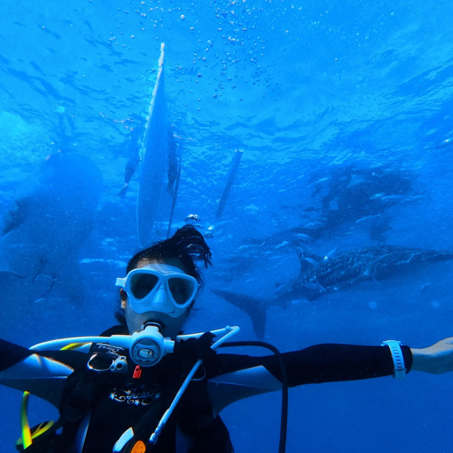 先週はセブマクタン島2ダイブ＆オスロブジンベイザメ🦈ビーチダ...