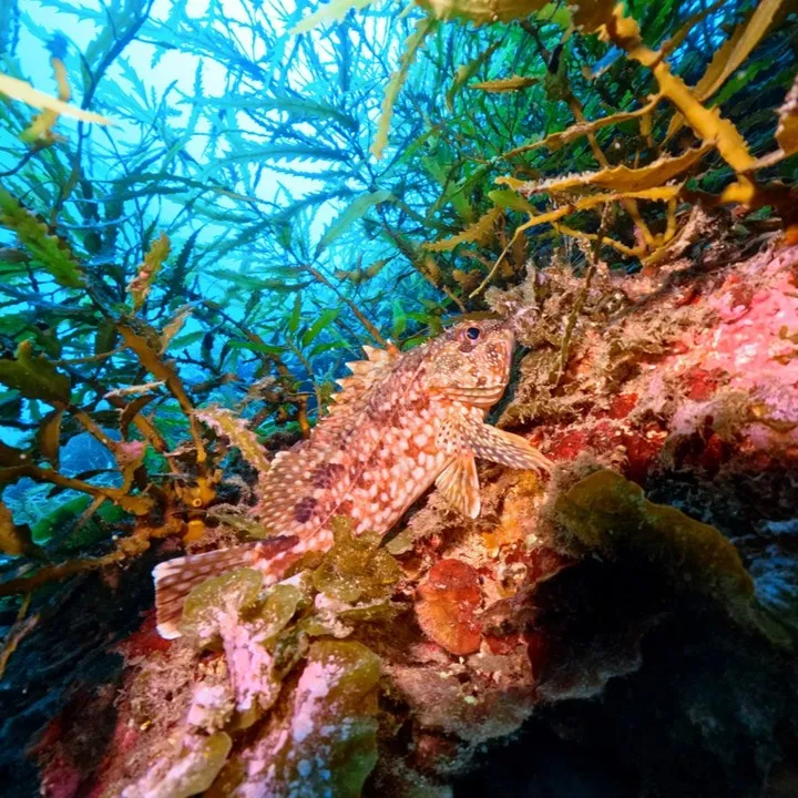 3連休翌日からは今年最初で最後の南越前ダイビング🐟25m海水...