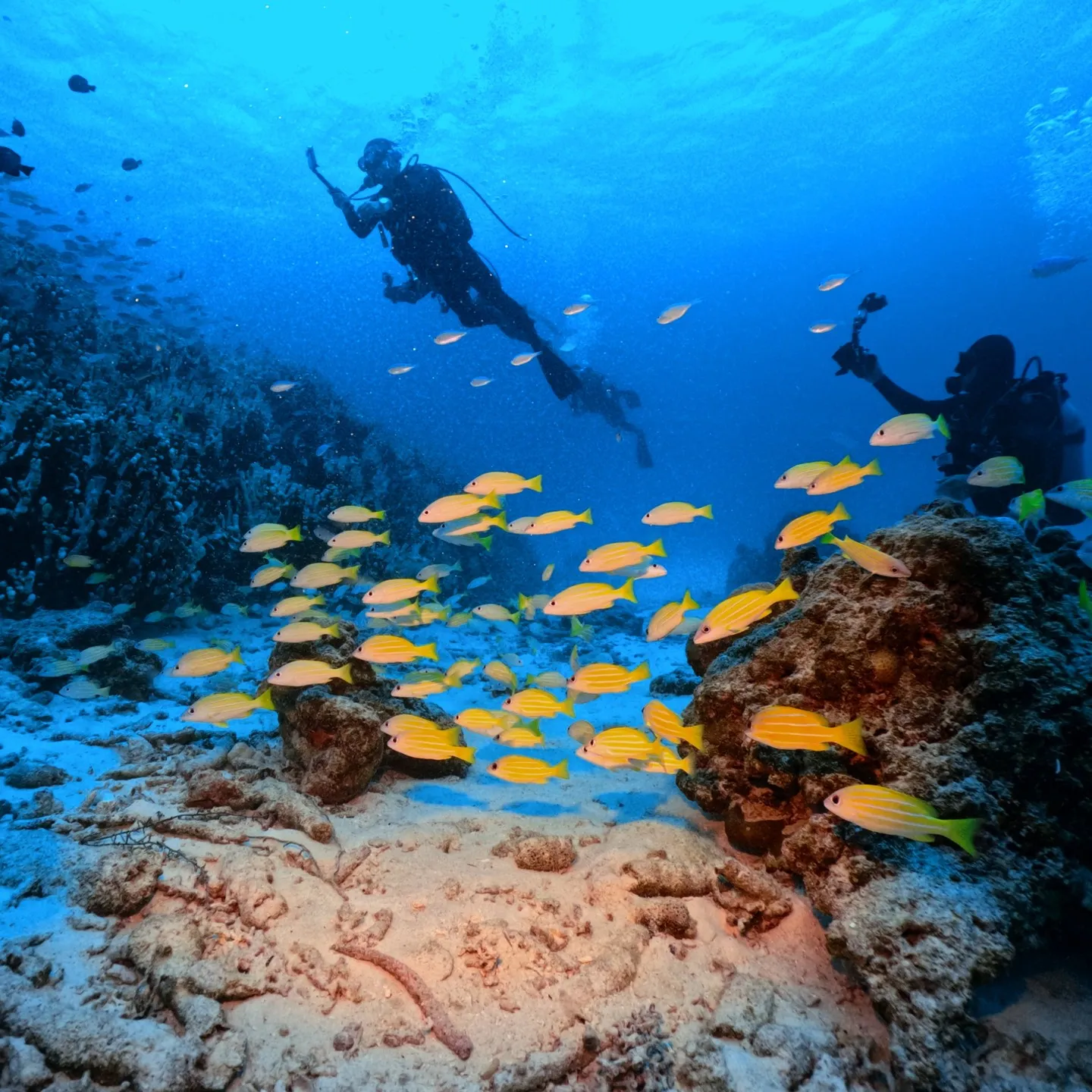 先週は石垣島でした🐠