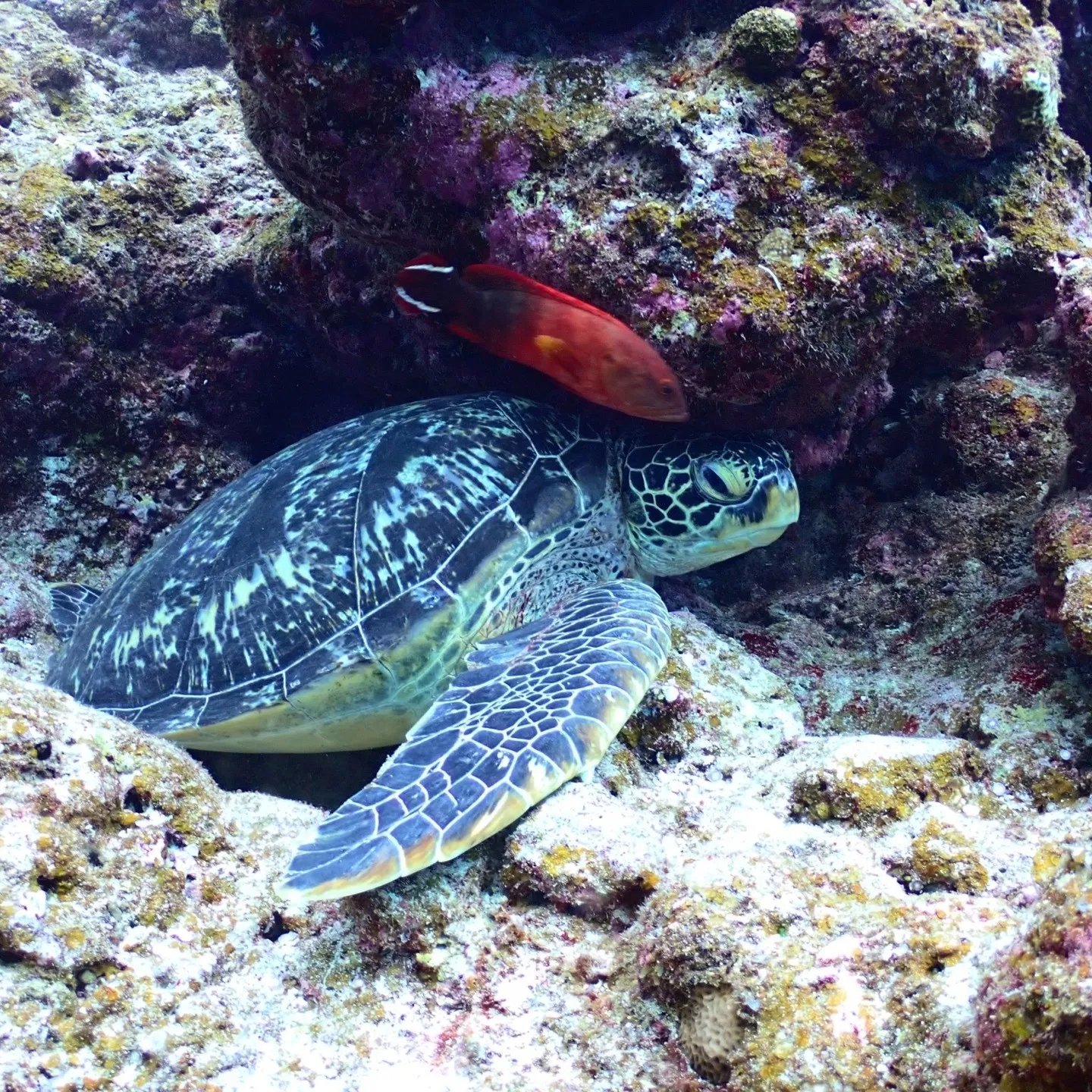 先週は石垣島でした🐠