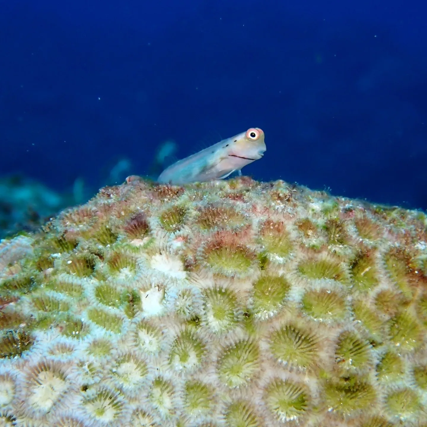 先週は石垣島でした🐠