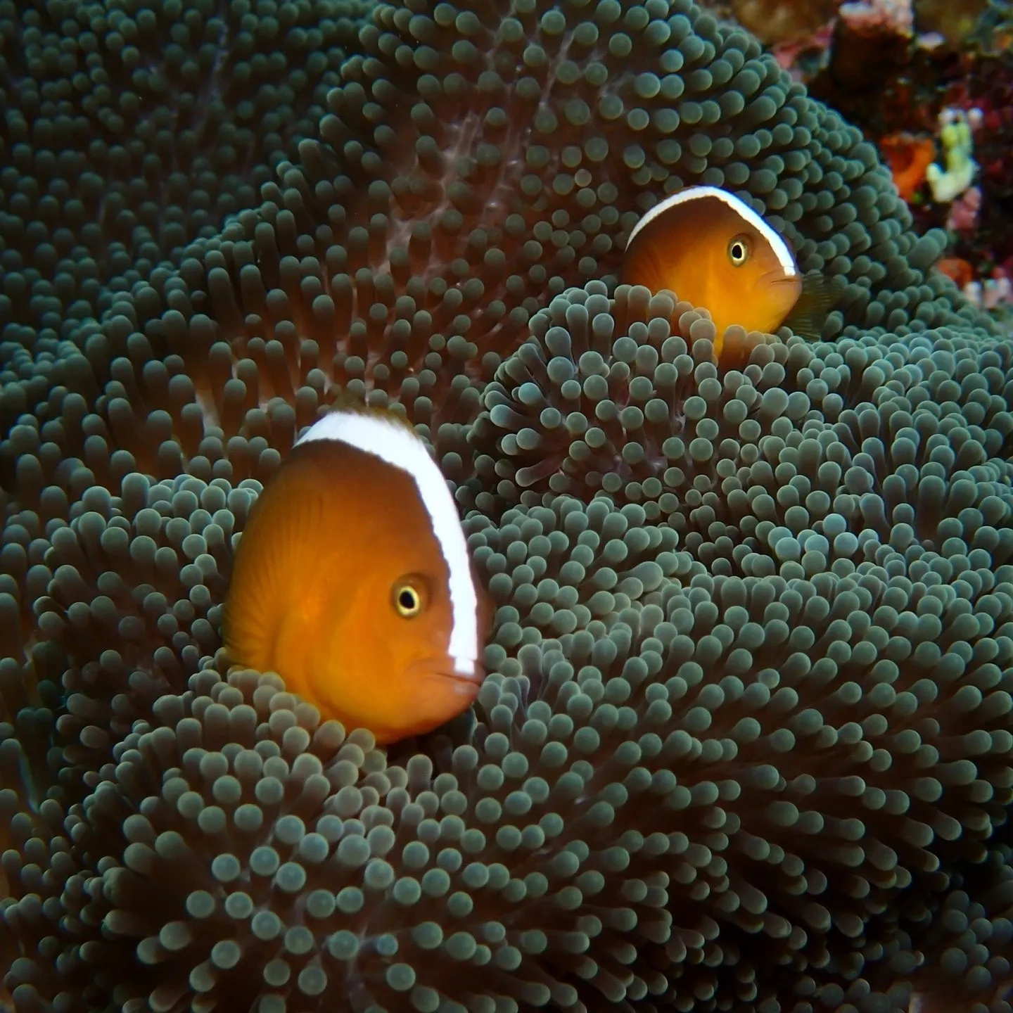 先週は石垣島でした🐠