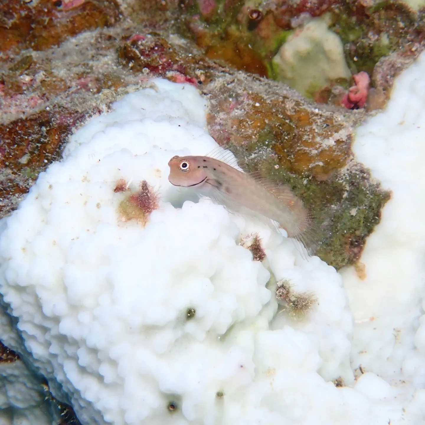 先週は石垣島でした🐠