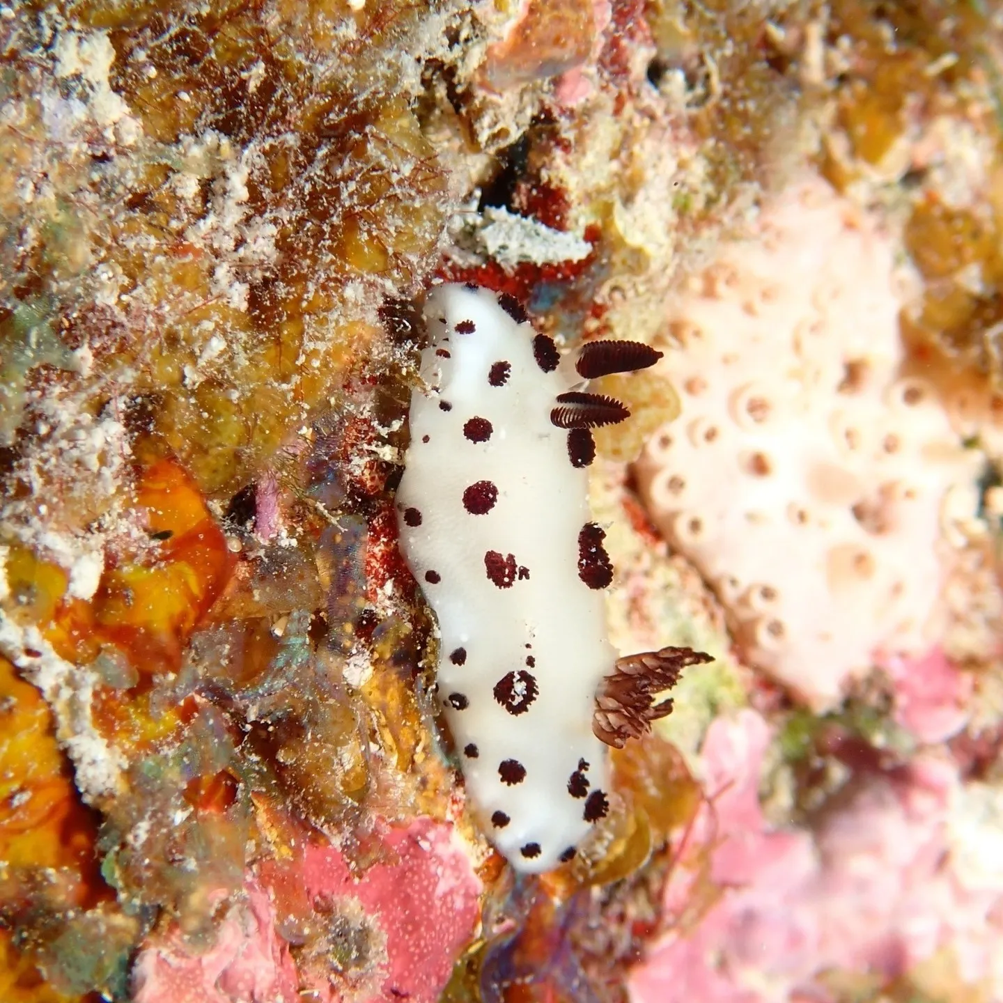 先週は石垣島でした🐠