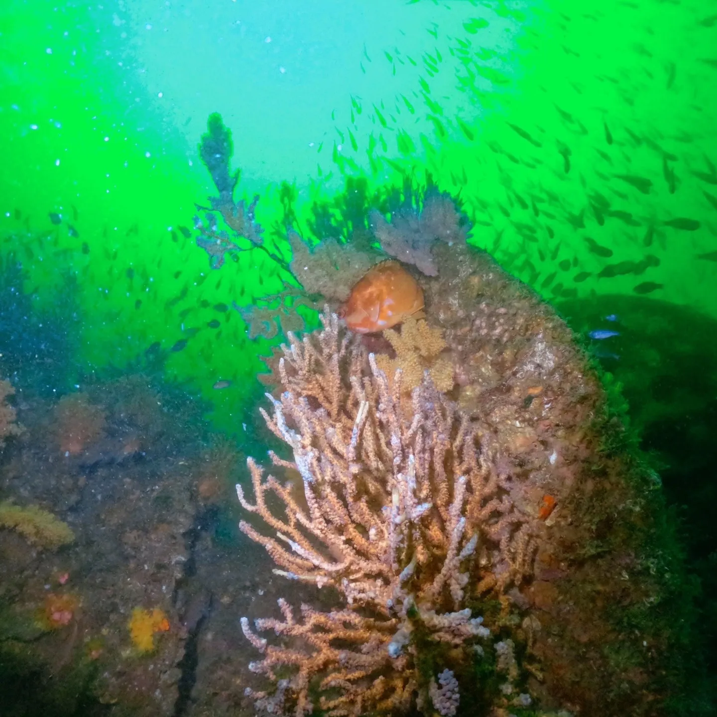 4/12(土）透明度３ｍの中での熱海沈船ダイビング✌️グリー...