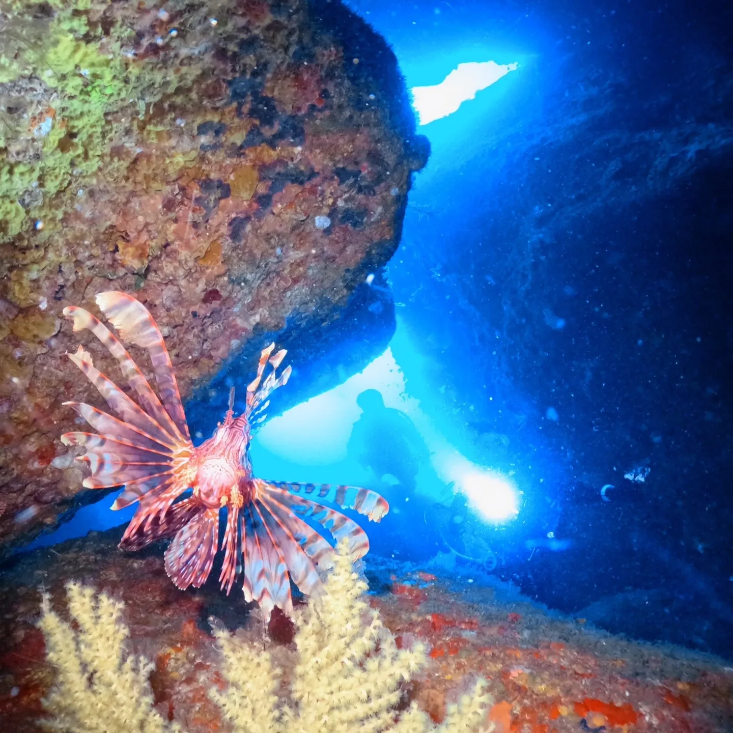 4/12(土）透明度３ｍの中での熱海沈船ダイビング✌️グリー...