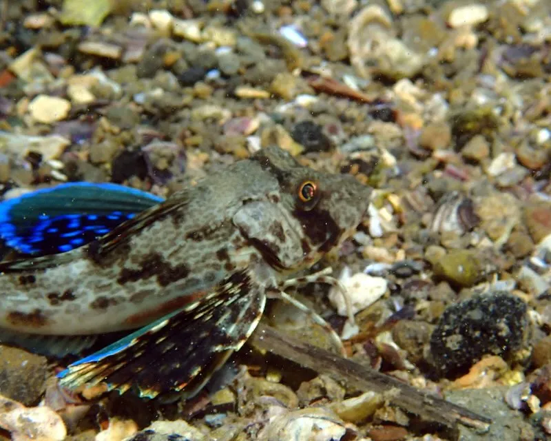 25.05.05天神崎ビーチでOWDコース