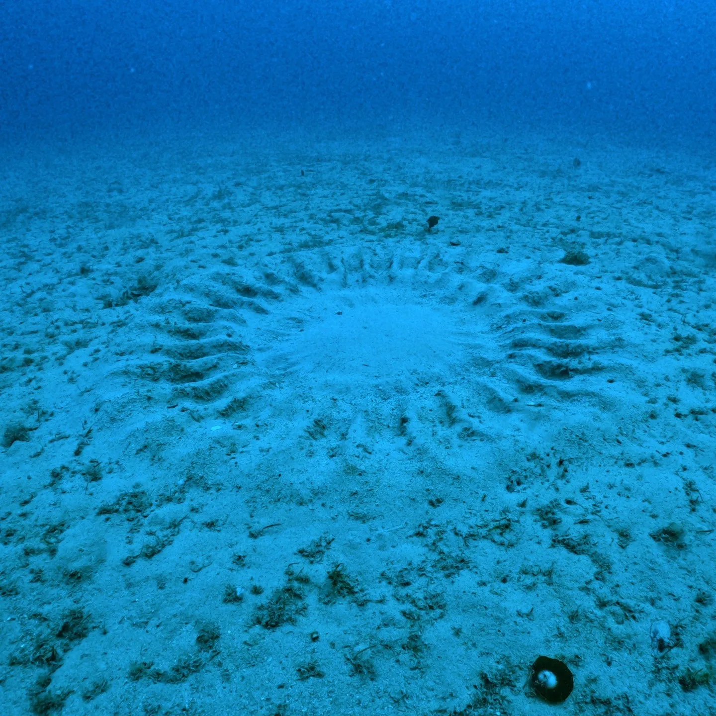 奄美大島のミステリーサークル観察ダイビング✌️当日は流れも無...