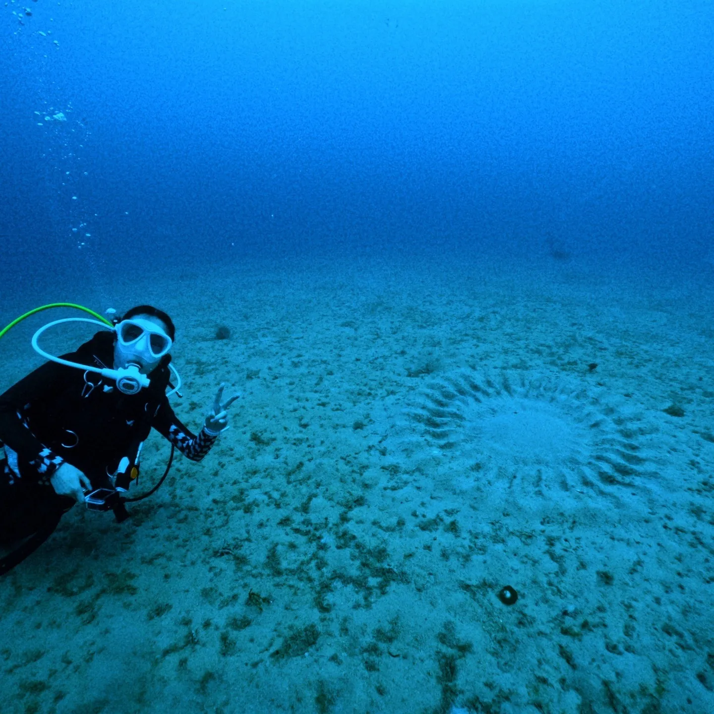 奄美大島のミステリーサークル観察ダイビング✌️当日は流れも無...
