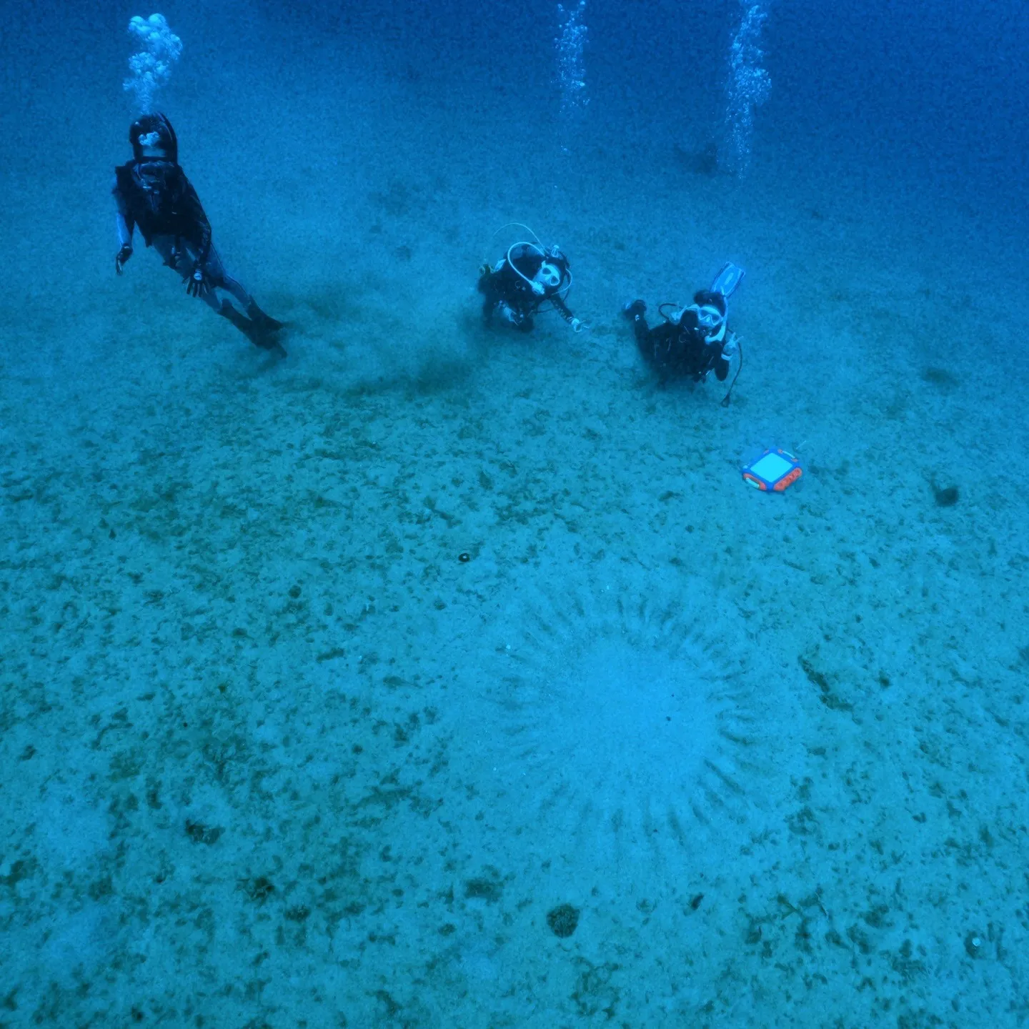 奄美大島のミステリーサークル観察ダイビング✌️当日は流れも無...