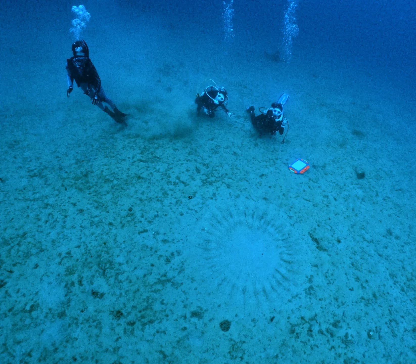 奄美大島三泊四日🐡ミステリーサークル観察🐙コブシメ産卵🐠５０...