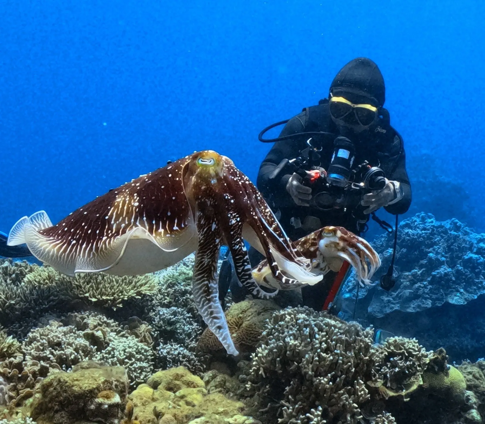 奄美大島三泊四日🐡ミステリーサークル観察🐙コブシメ産卵🐠５０...