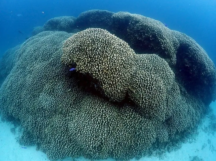 2025.5/15-17奄美大島ツアー