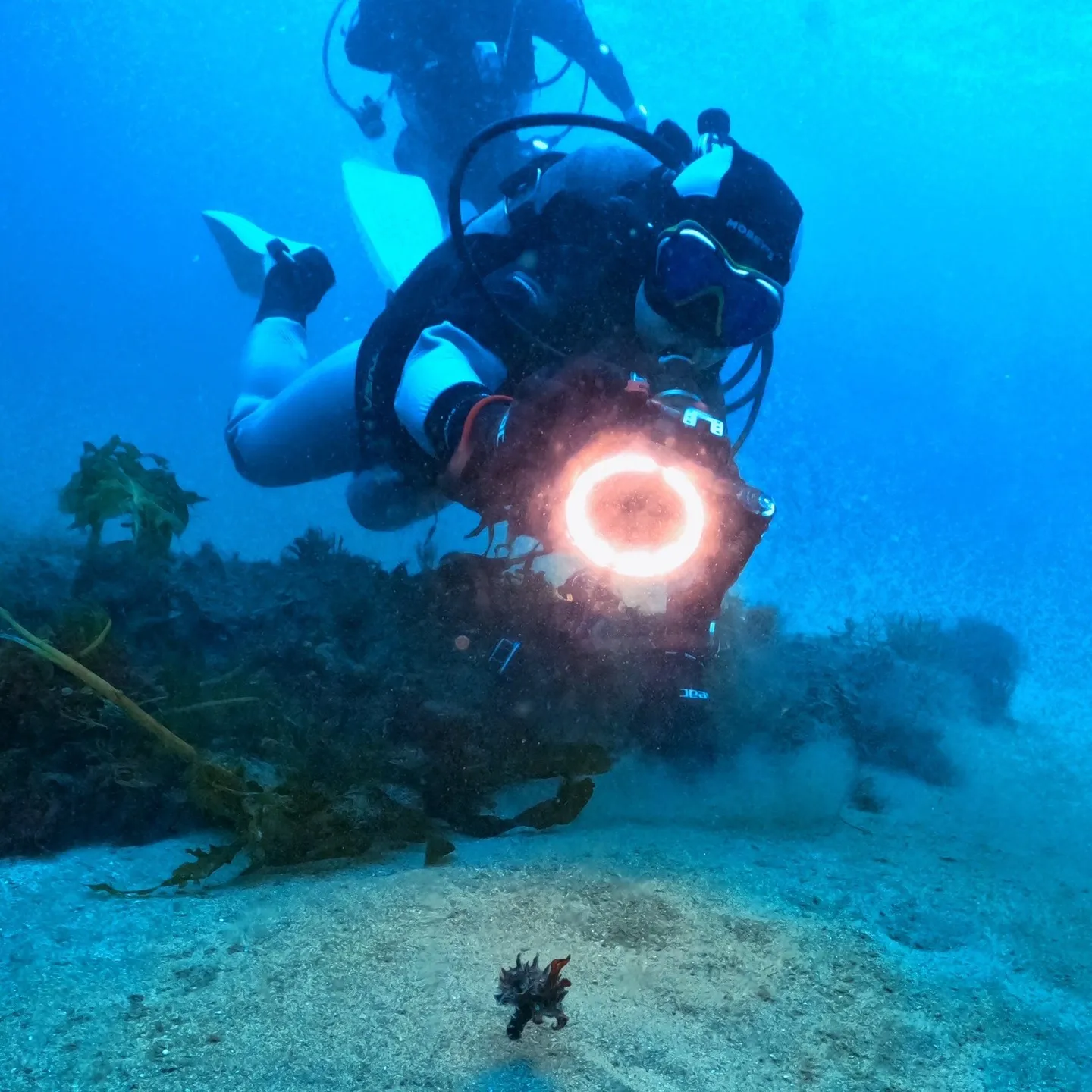 土日は一泊二日島根県大田ダイビング✌️ヒメタツやハナイカ観察...