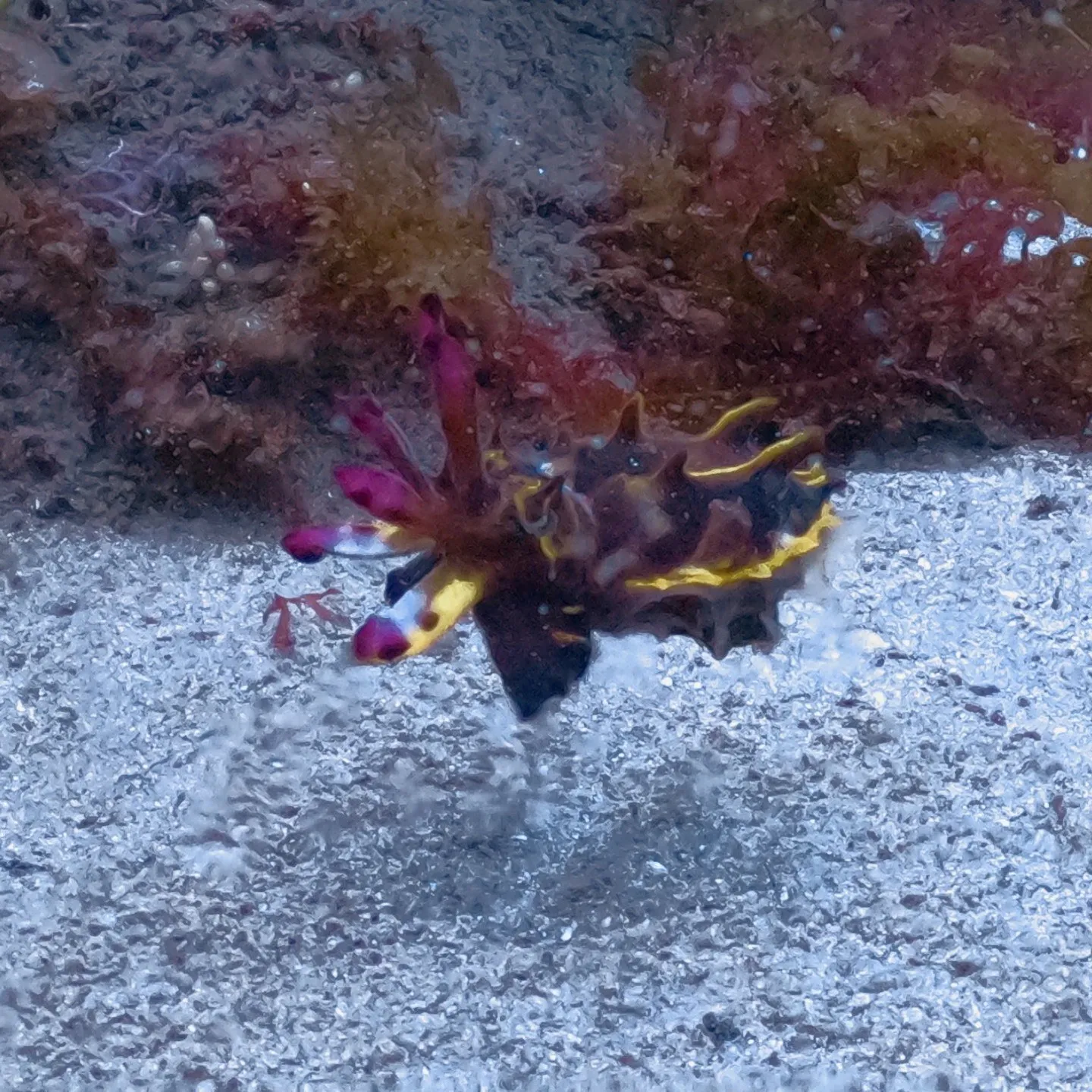 土日は一泊二日島根県大田ダイビング✌️ヒメタツやハナイカ観察...