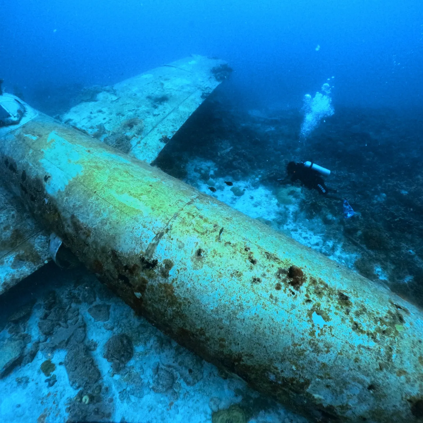 ミクロネシア連邦のチューク州へレックダイブ🐟