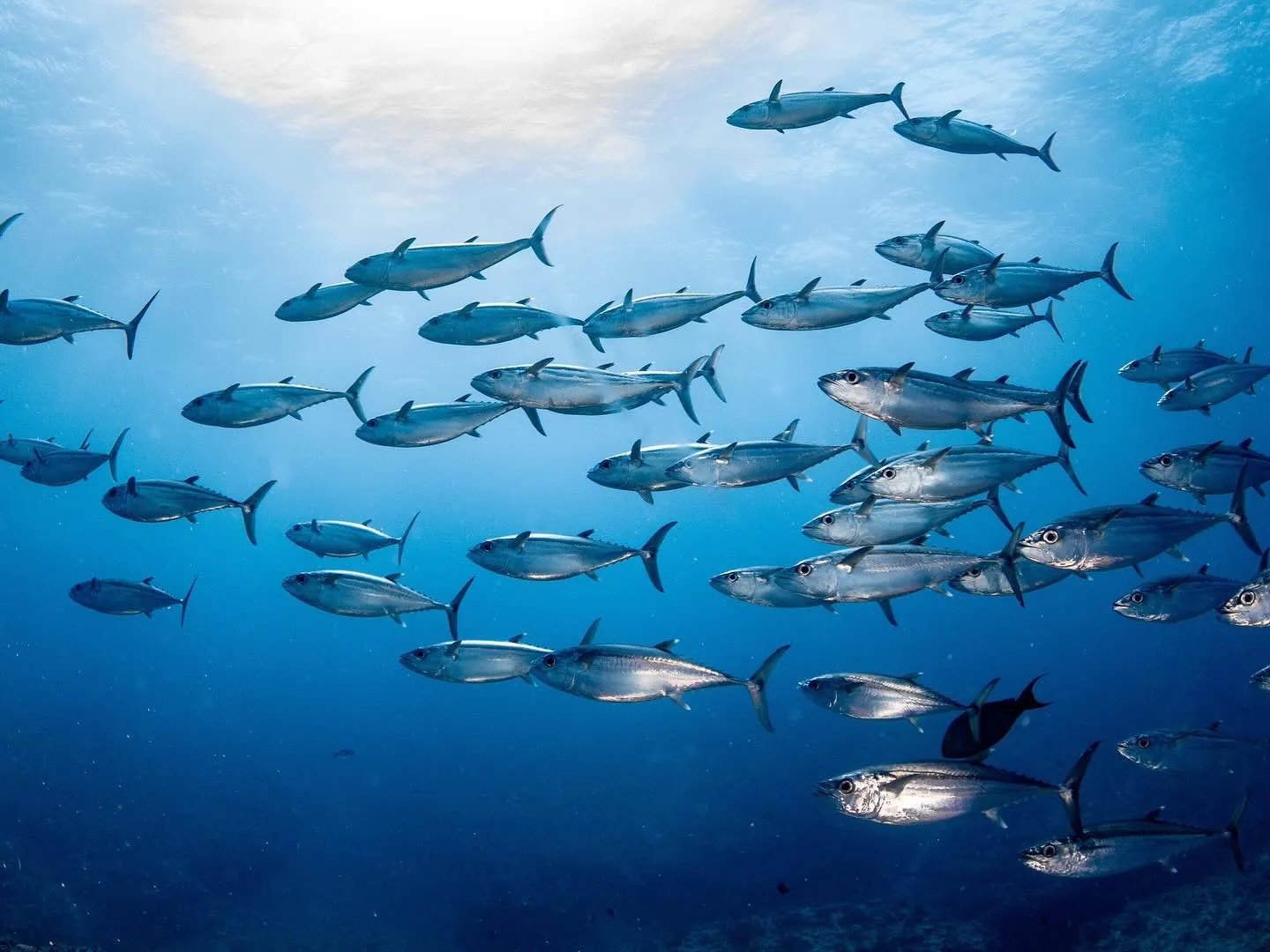 6/12-14チービシ&粟国ツアー