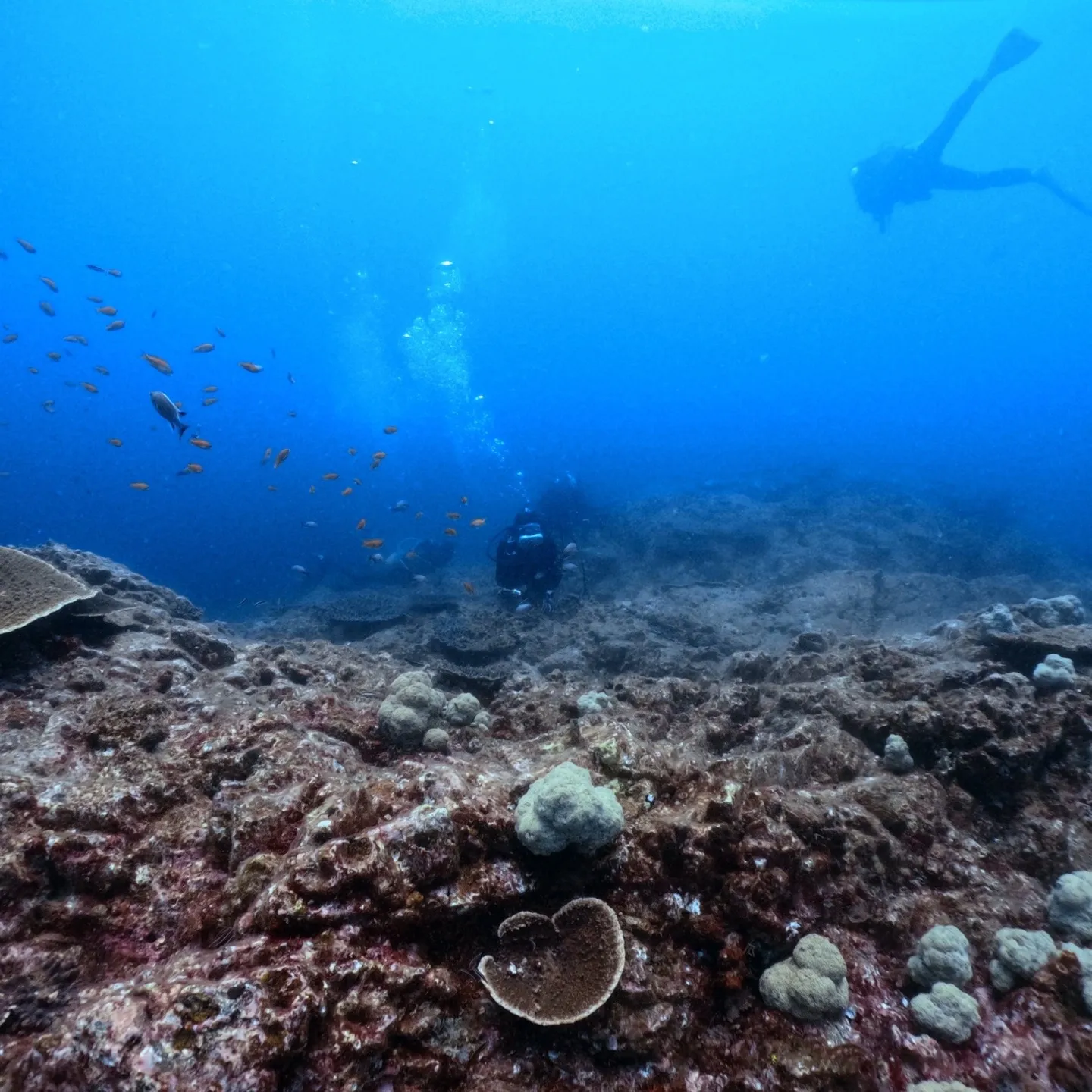 串本外洋ダイブですが、浅地が激流で島回り西ダイブ😇