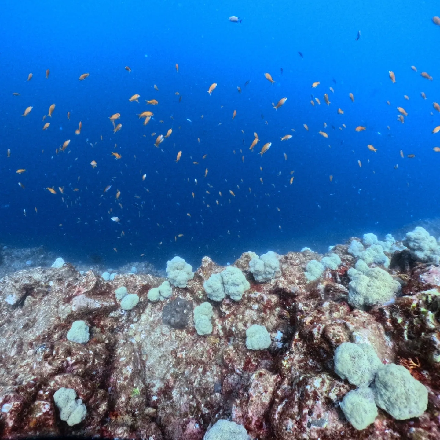 串本外洋ダイブですが、浅地が激流で島回り西ダイブ😇