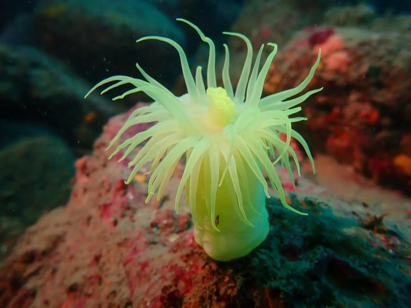 2025.07.10平日田辺ボートツアー