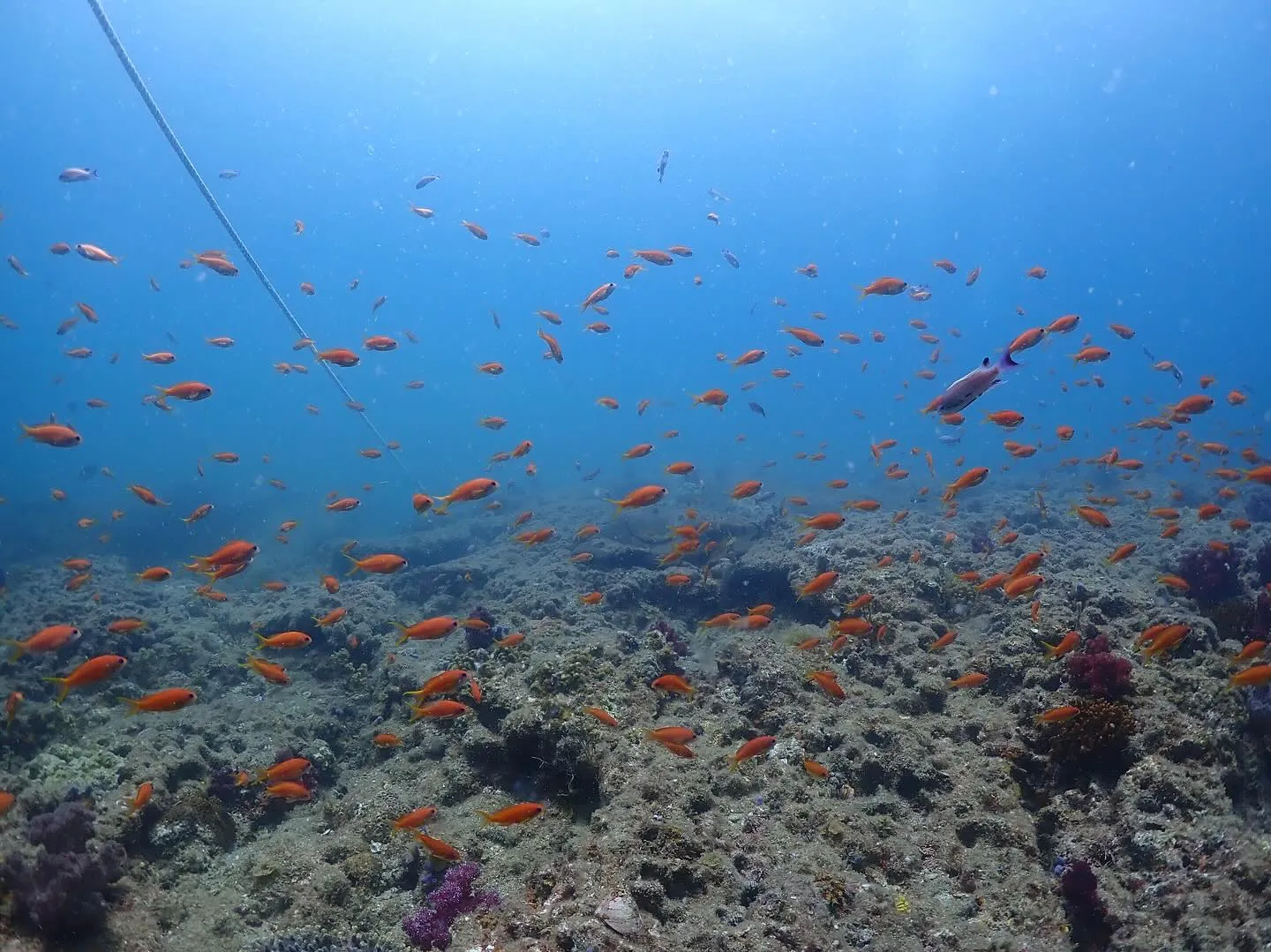 2025.07.10平日田辺ボートツアー