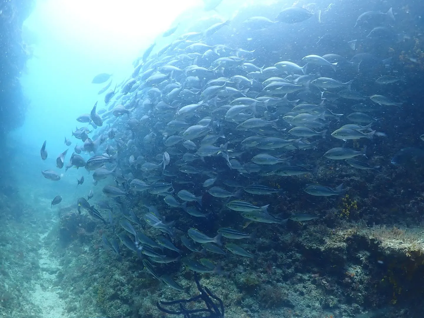 2025.07.10平日田辺ボートツアー