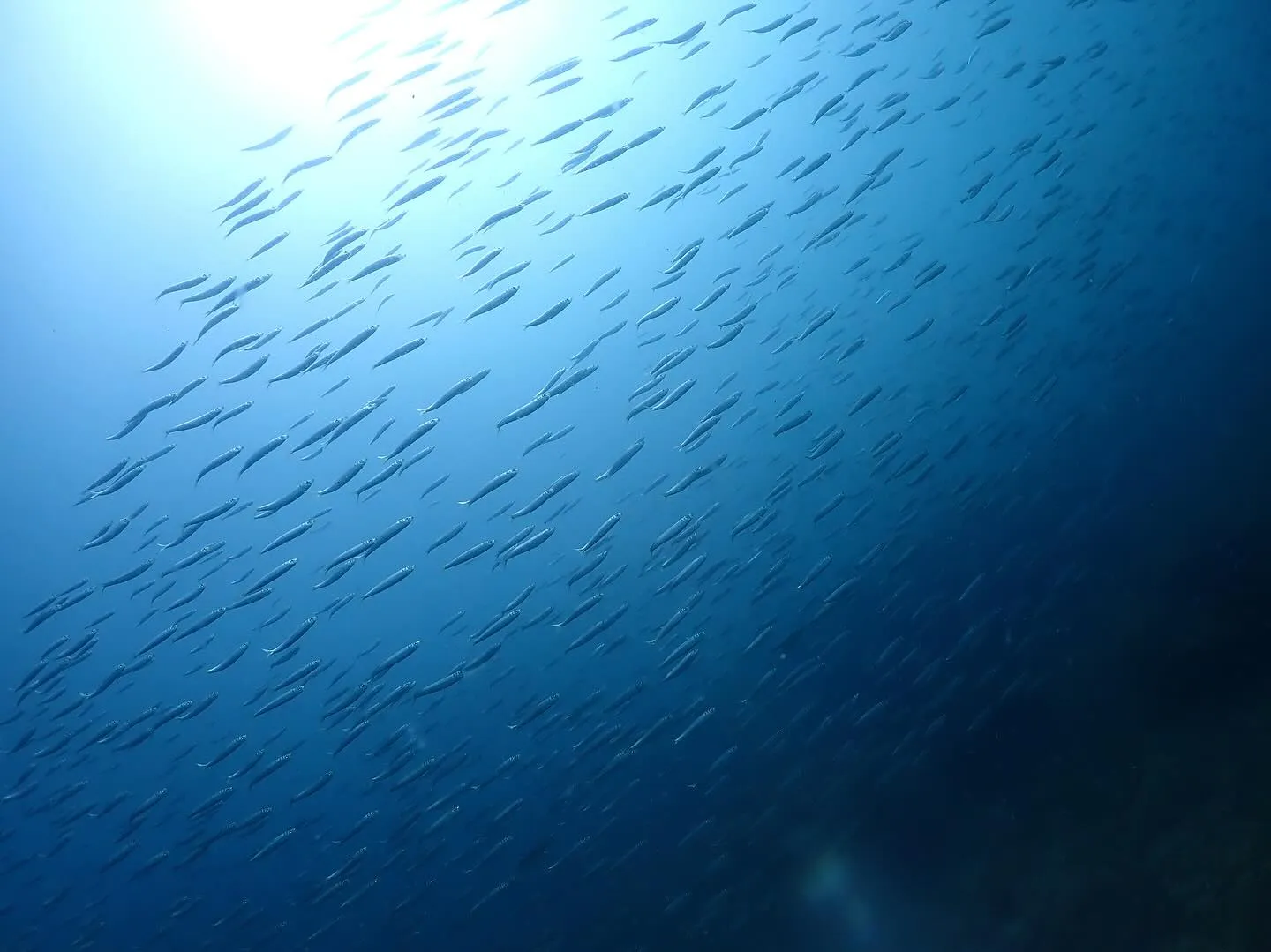 2025.07.10平日田辺ボートツアー