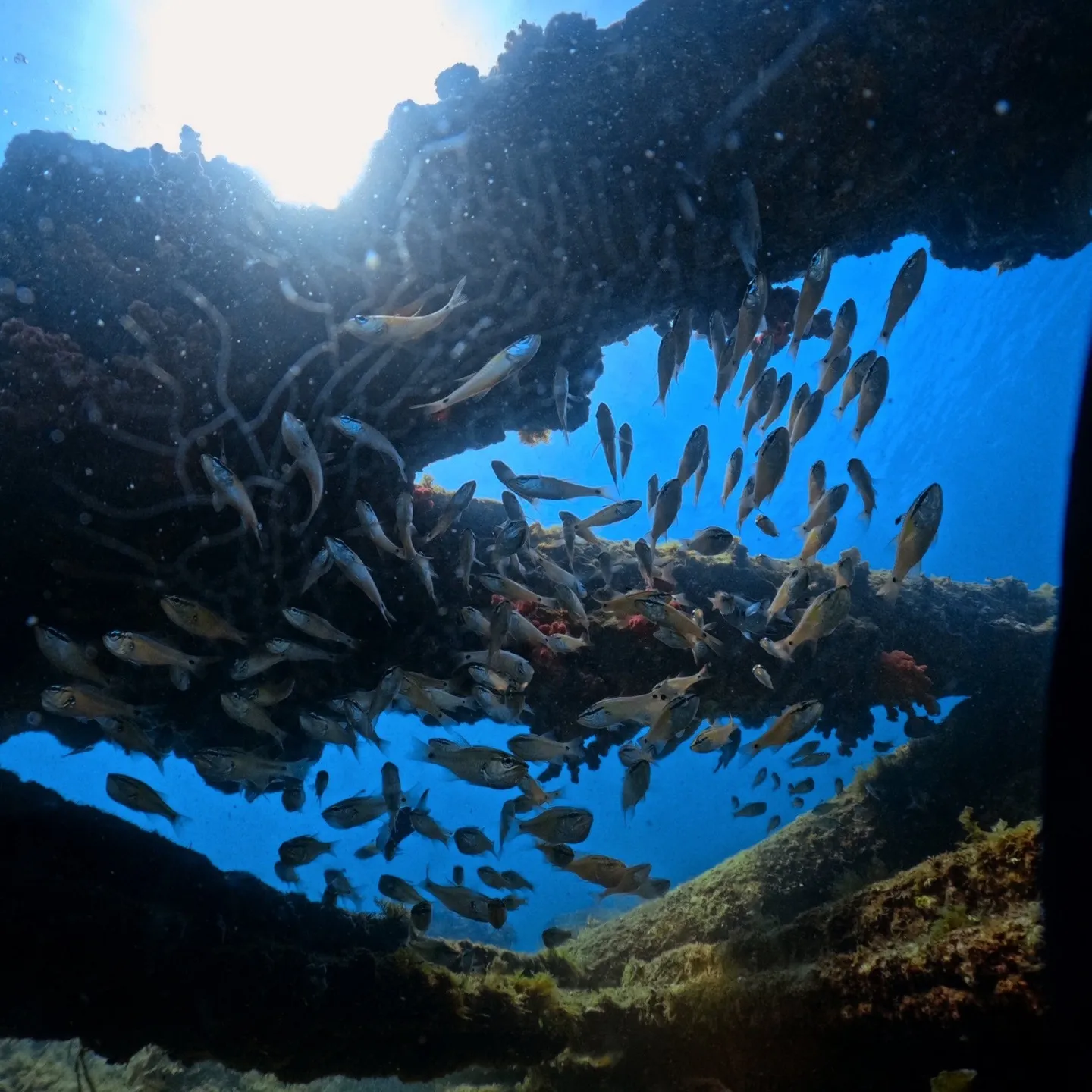 2025.07.13白崎ビーチファンダイブ