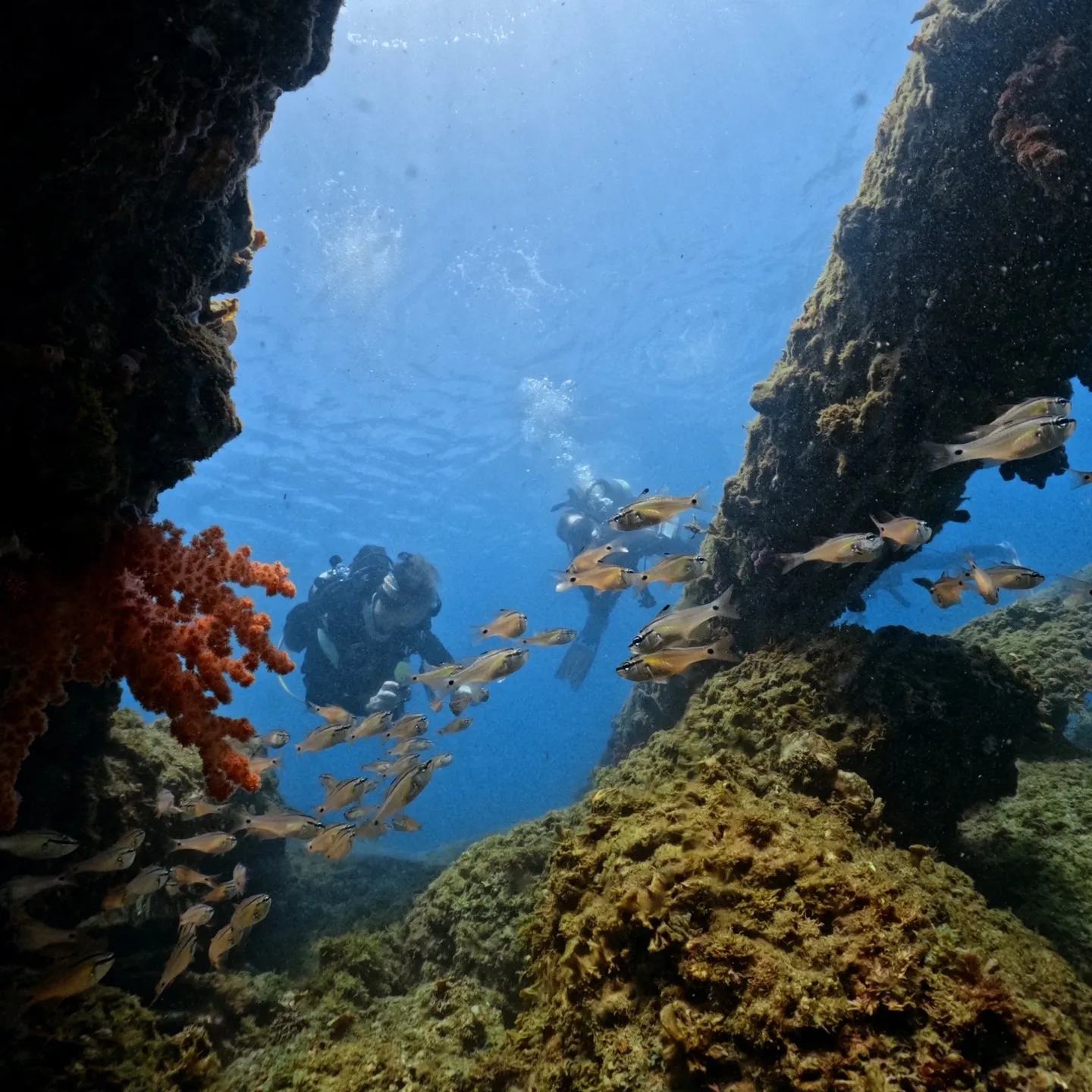 2025.07.21白崎ビーチファンダイブ