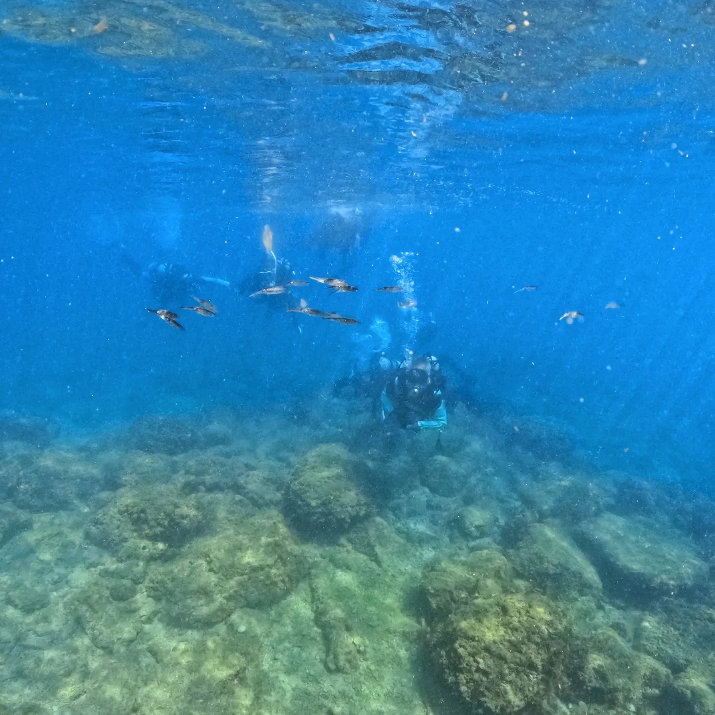 2025.07.21白崎ビーチファンダイブ