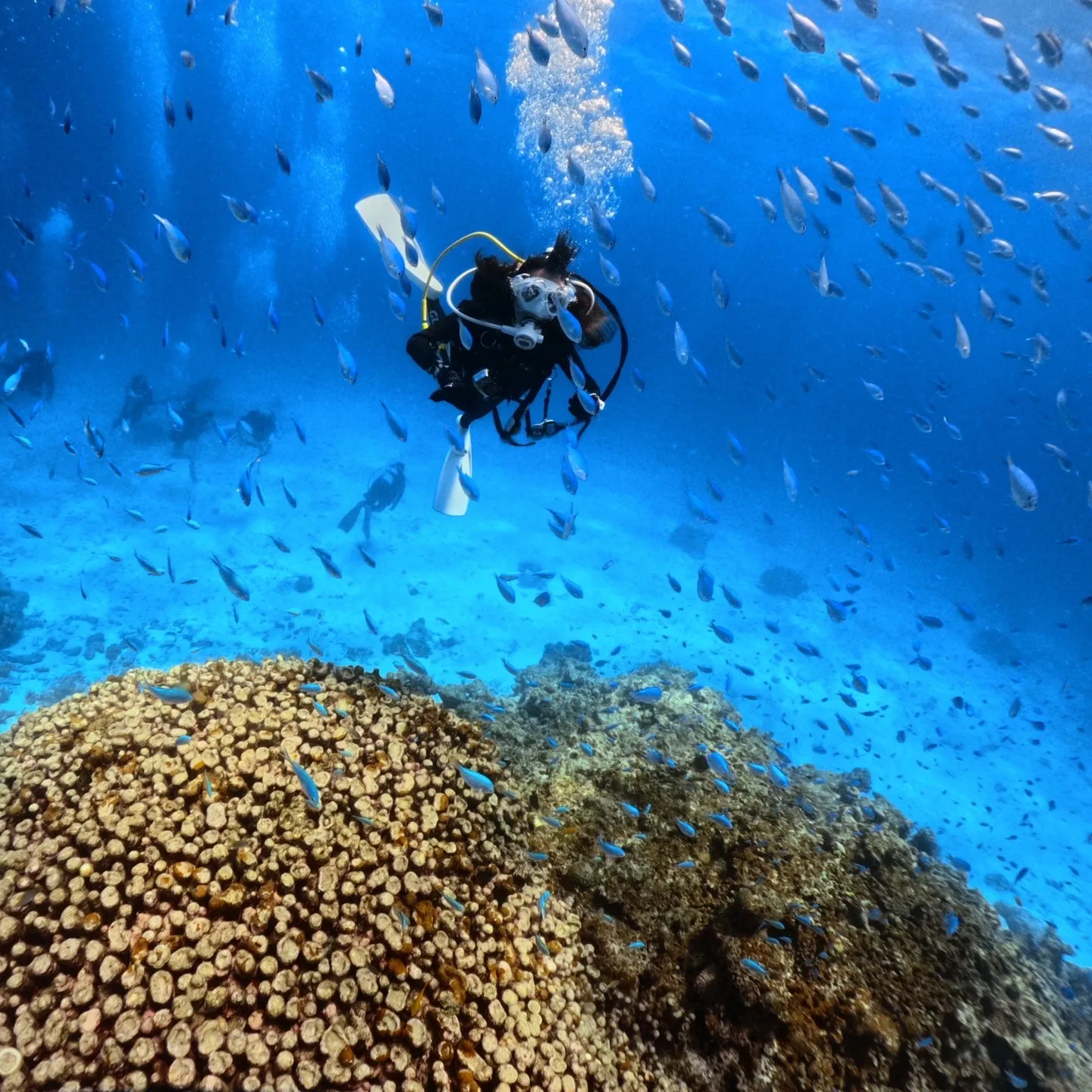 2025/7/25-27は石垣島5ダイブ🐠