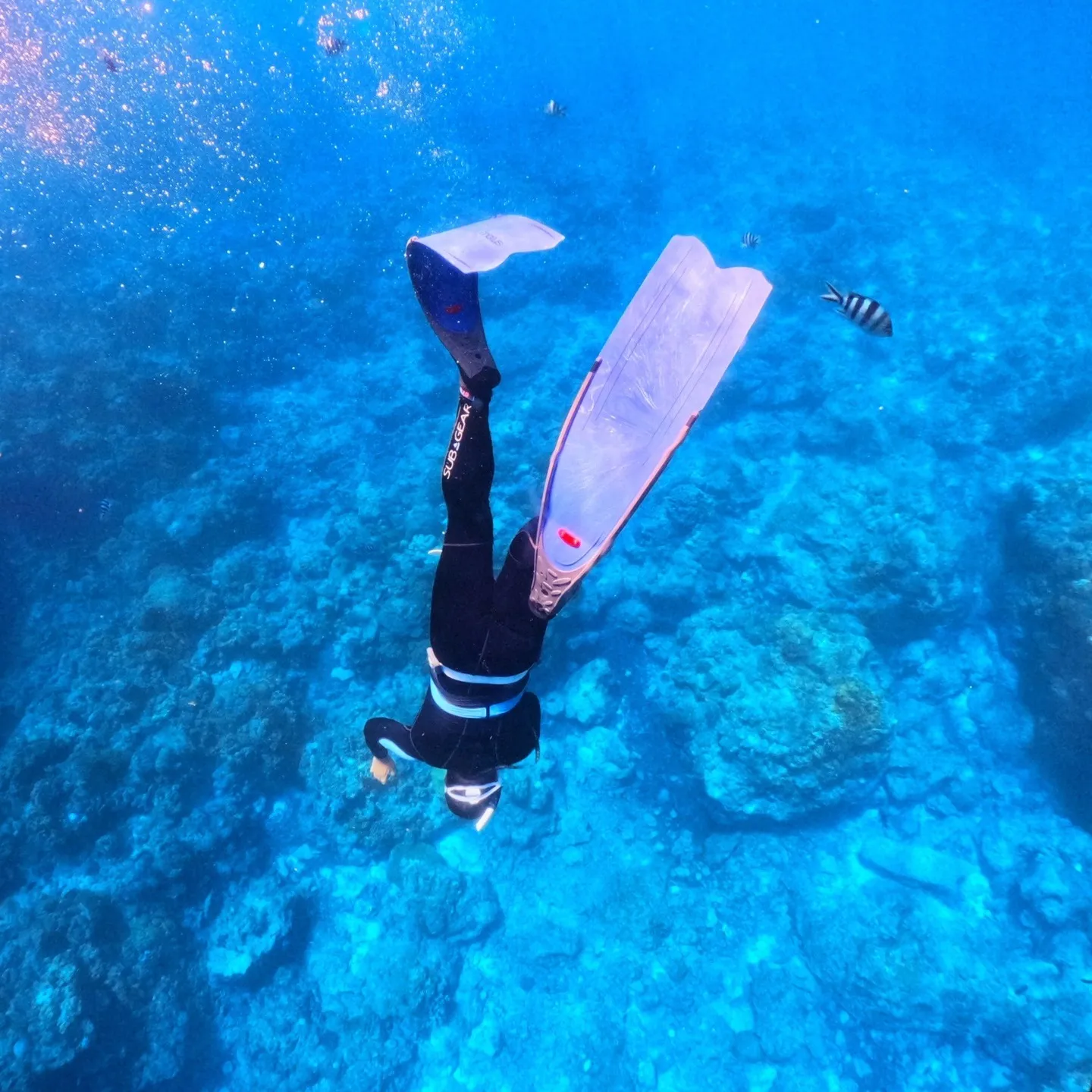 2025/8/1-2🏊‍♀️沖縄本島でフリーダイビングトレー...