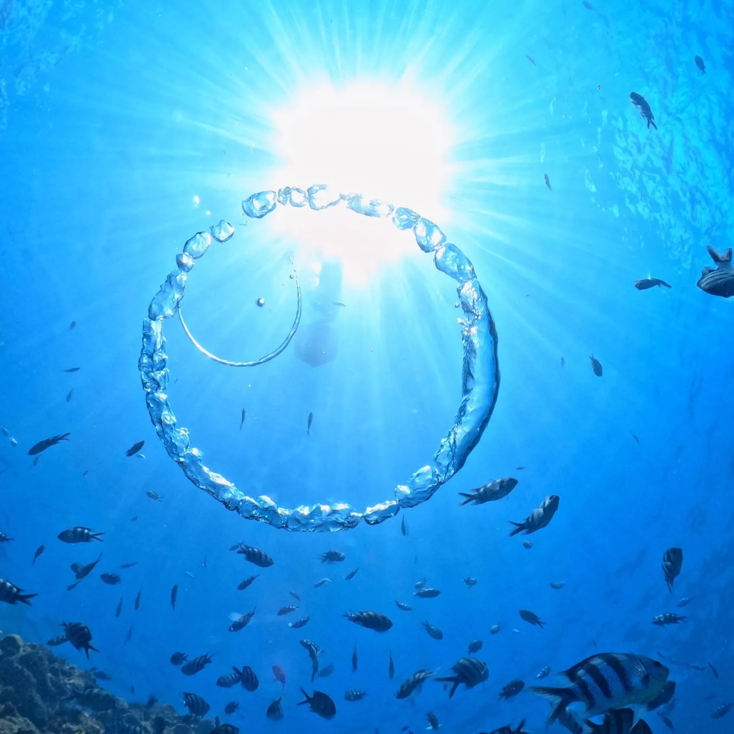 2025/8/1-2🏊‍♀️沖縄本島でフリーダイビングトレー...