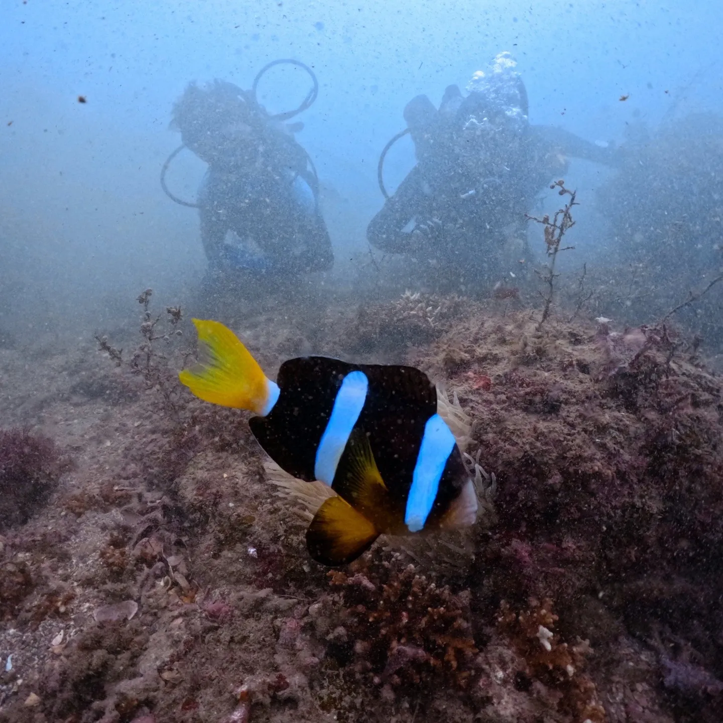 025/8/13は田辺一泊二日でレスキューコース😊透明度はフ...