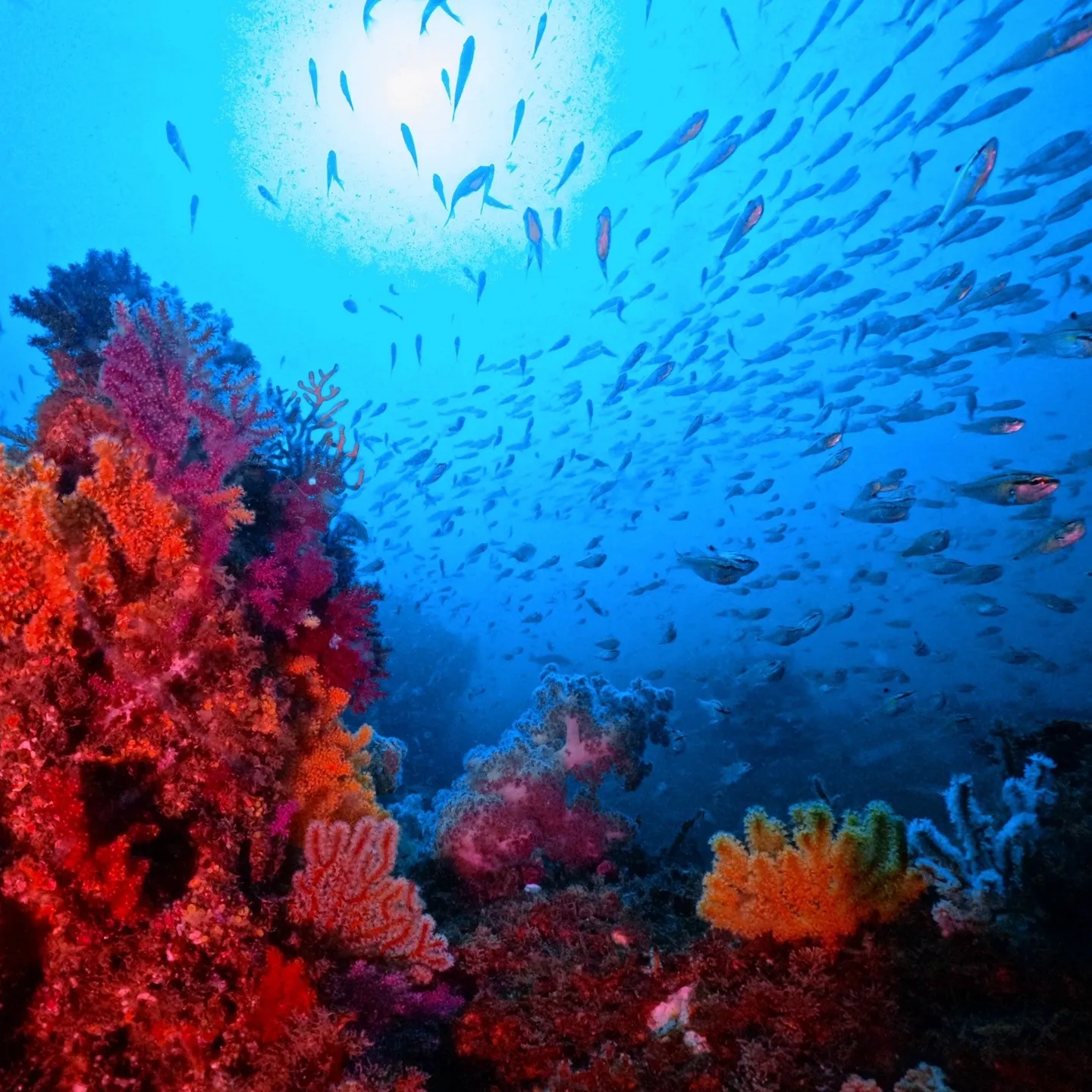 2025/8/23-24は熱海沈船＆海底遺跡ダイビング✌️表...