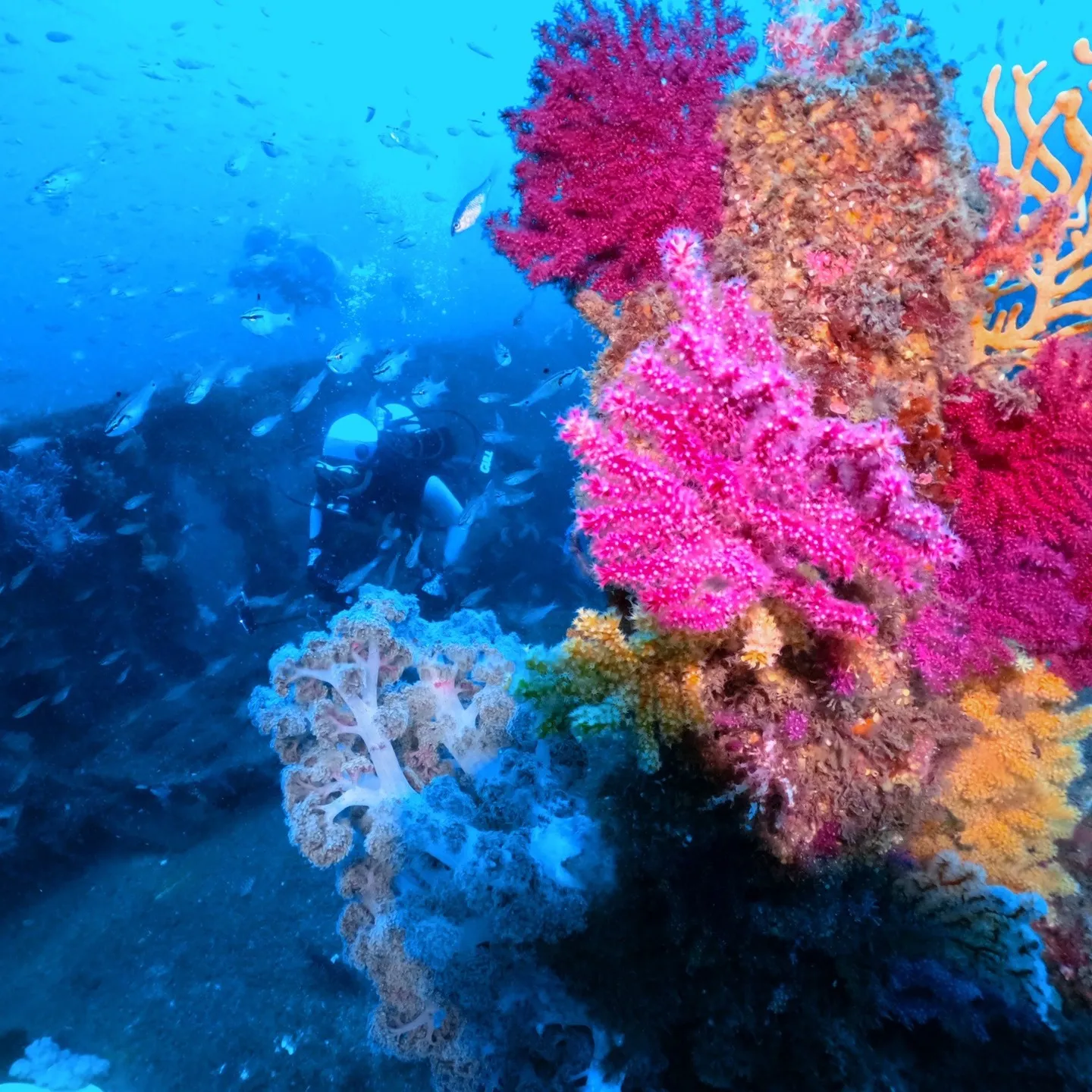 2025/8/23-24は熱海沈船＆海底遺跡ダイビング✌️表...
