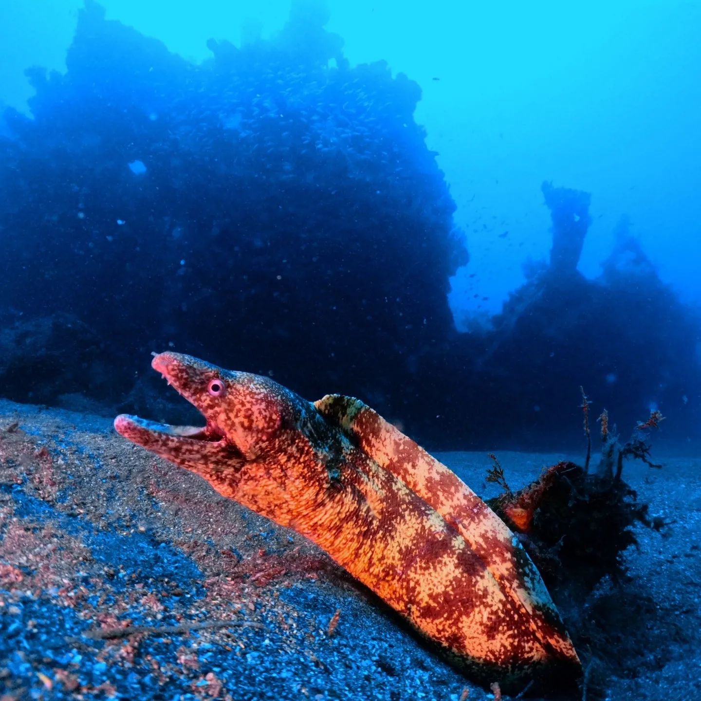 2025/8/23-24は熱海沈船＆海底遺跡ダイビング✌️表...