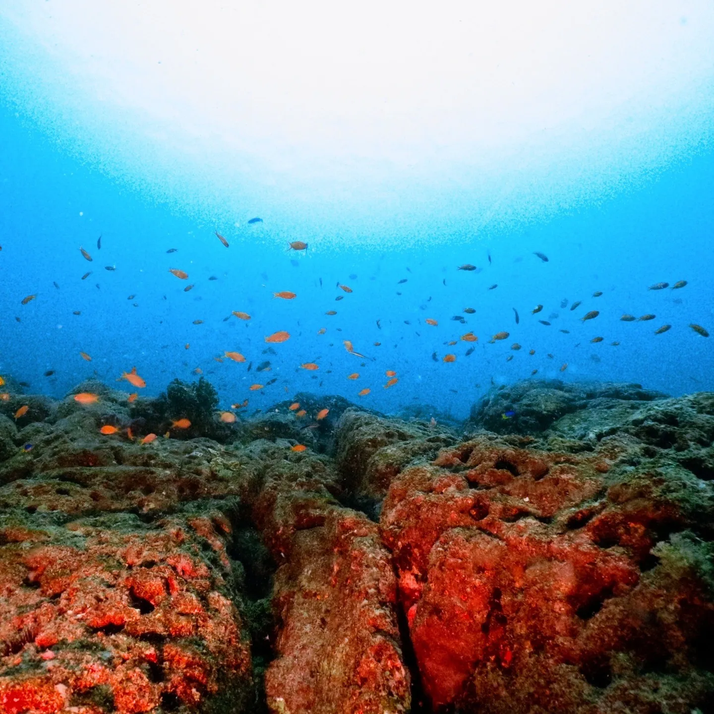 2025/9/11は平日田辺ボートツアー