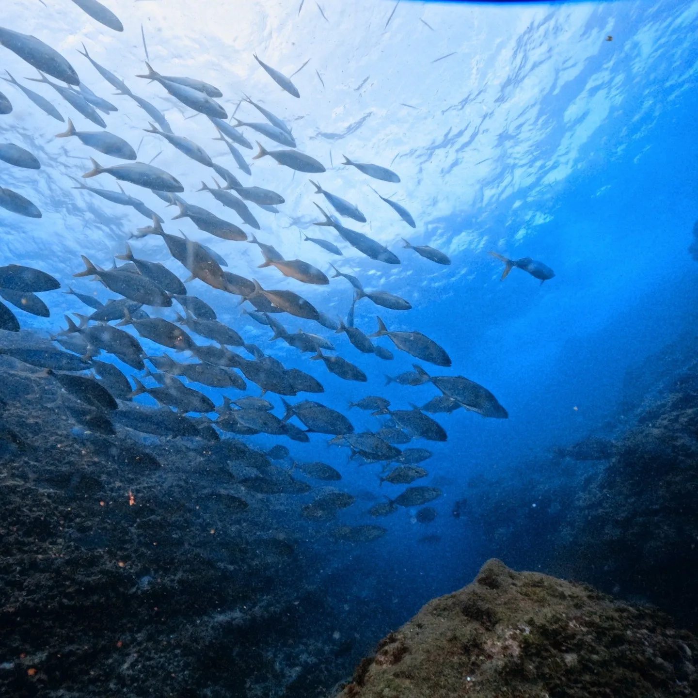 2025/9/13は田辺ボートツアー