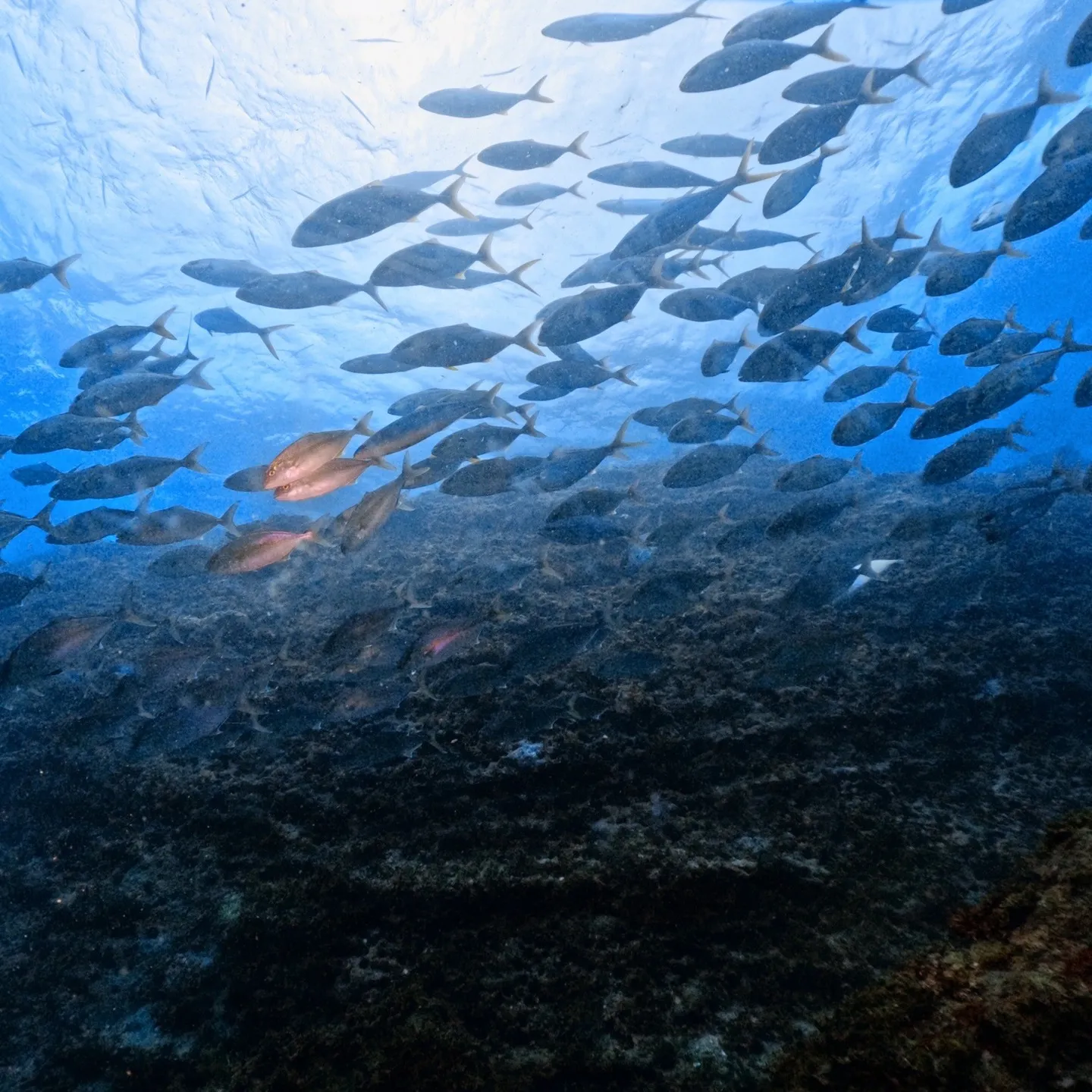 2025/9/13は田辺ボートツアー