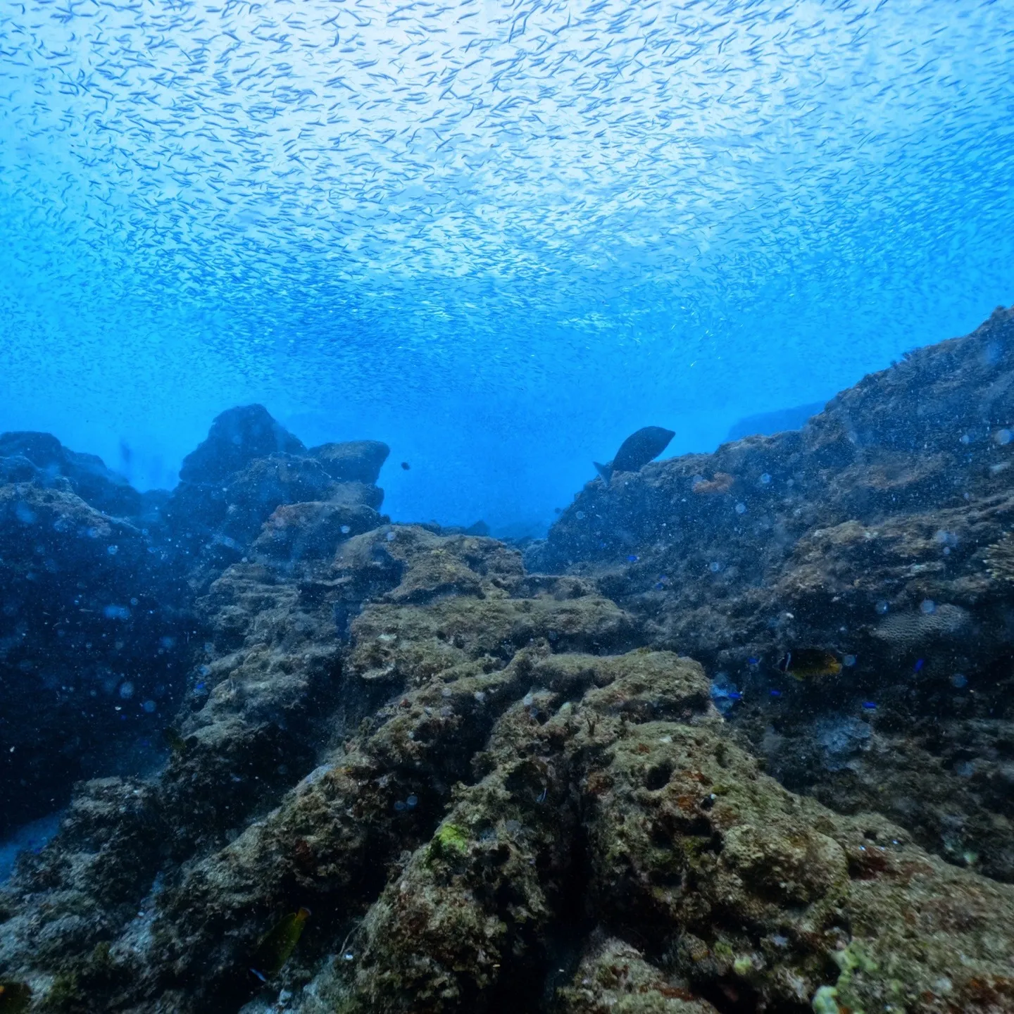 2025/9/13は田辺ボートツアー
