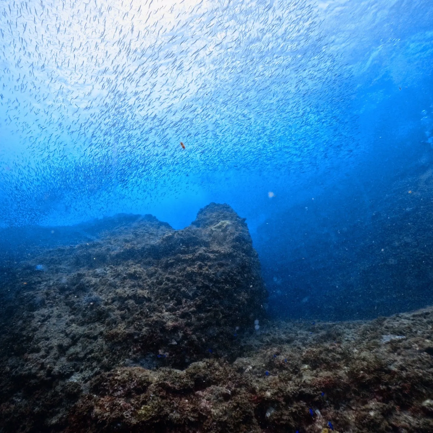 2025/9/13は田辺ボートツアー