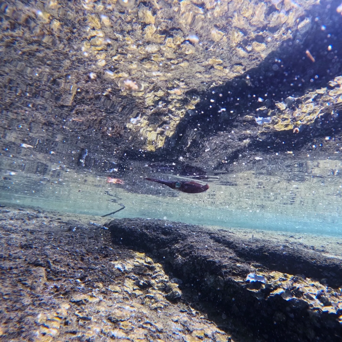 2025/9/26は田辺日帰りオープンウォーター講習😊秋の天...