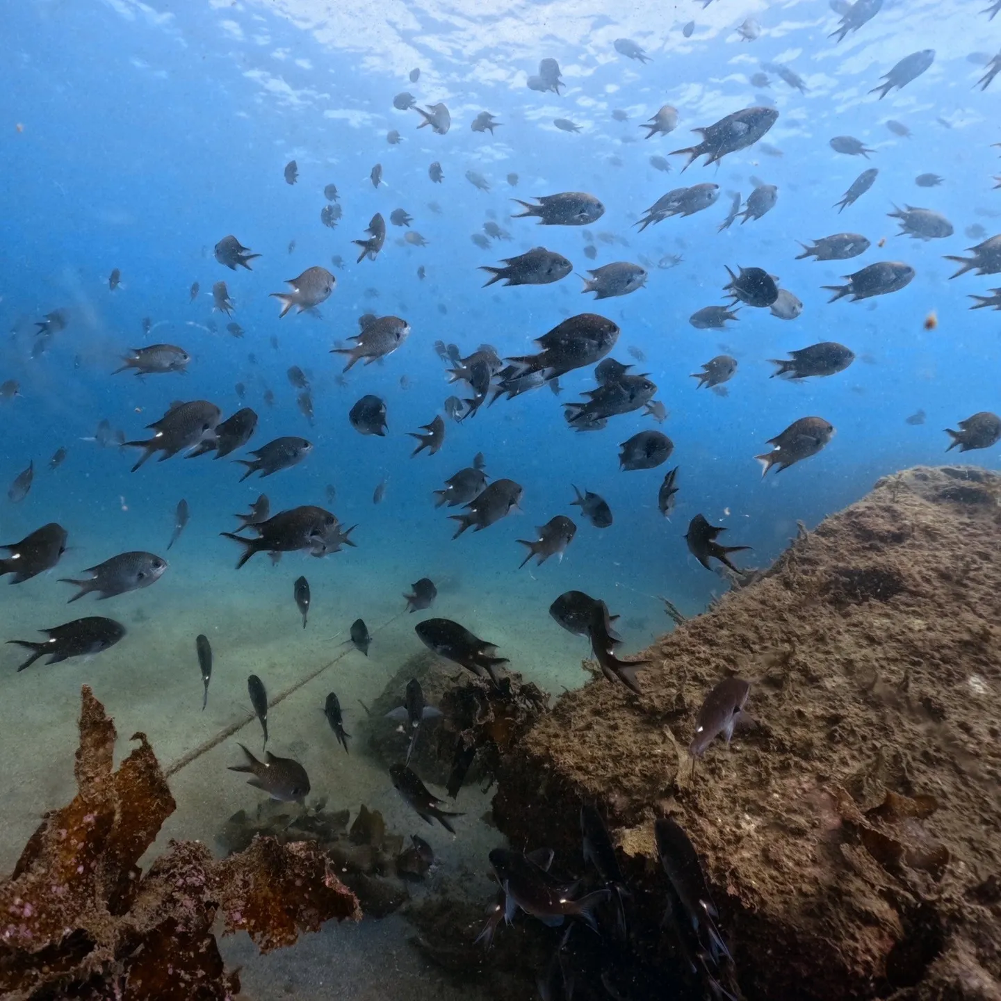 2025/9/27は久しぶりの淡路島2ビーチダイブ😊近いし浅...