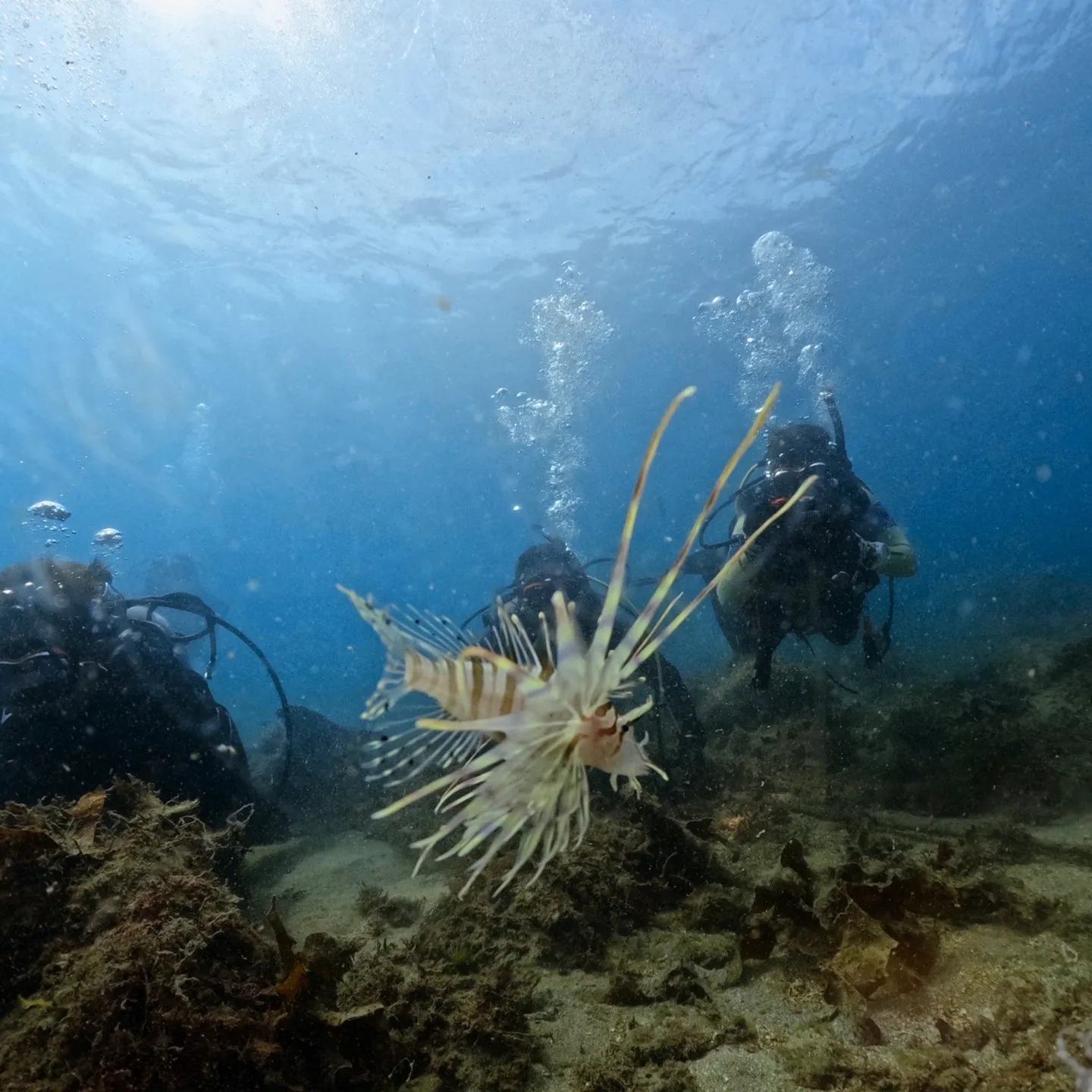 2025/9/27は久しぶりの淡路島2ビーチダイブ😊近いし浅...